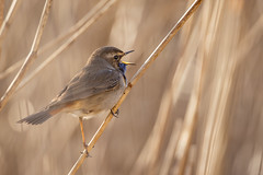 Blauwborst - Bluethroat