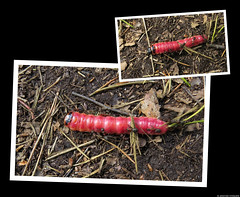 20200519_08 Huge red Cossus cossus caterpillar being attacked by ants :'( | The trail Bohusleden, section 27 - Högstad to Strömstad | Bohuslän, Sweden