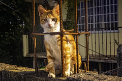 Caged cat :)