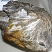 Shattercone (quarry at Kentland Dome Impact Structure, Indiana, USA) 2