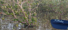 What exactly is a mangrove anyway?