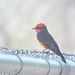 Vermillion flycatcher, April 8, 2023, Brandi Fenton Park,, Tucson, Arizona