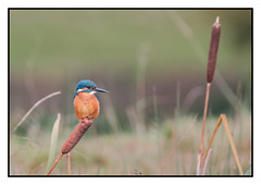 Kingfisher just chillin on a reedmace (Alcedo atthis)