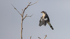 Lesser grey shrike (Lanius minor), Kruger National Park, South Africa.