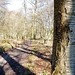 path to Nettlebed through Wellgrove Wood 2