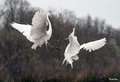Battle of great egrets
