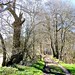 path to Nettlebed through Wellgrove Wood 3