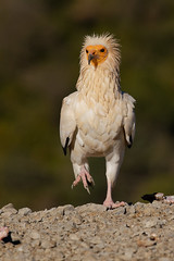 Percnoptère d'Égypte - Neophron percnopterus - Egyptian Vulture - Schmutzgeier - Alimoche común - Capovaccaio
