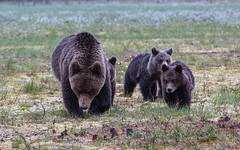 Mama and the three bears