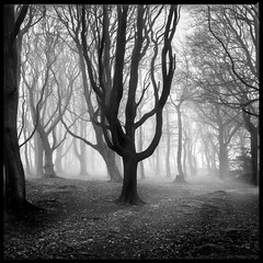 Woodland Mist XXV
