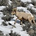 Ram - Bighorn Sheep