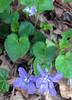 Violette des bois (Viola reichenbachiana)
