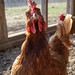 Rhode Island Red hen is curious