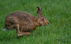 DSC6656  Brown Hare...