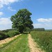 Midshires Way between Brooksby and Gaddesby 4