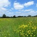 wildflower meadow near Gaddesby