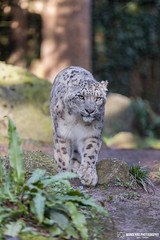 Snow Leopard - Zoo Amneville  - France