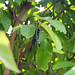 Seychellen-Paradiesschnäpper - Terpsiphone corvina