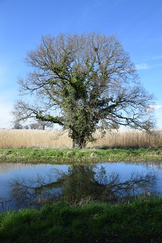 Noble tree beside the canal