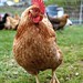 Rhode Island Red scans grass for bugs
