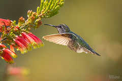 Allen's Hummingbird (f) (Selasphorus sasin)
