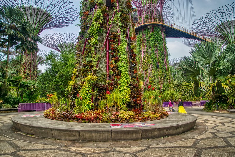 Supertree grove in the Gardens by the Bay in Singapore<br/>© <a href="https://flickr.com/people/8136604@N05" target="_blank" rel="nofollow">8136604@N05</a> (<a href="https://flickr.com/photo.gne?id=52823554124" target="_blank" rel="nofollow">Flickr</a>)
