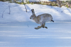 Lepus europaeus - European hare