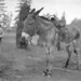Boy with donkey at Woodland Park Zoo, circa 1920s