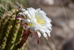 Argentine giant cactus bloom
