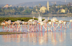 Flamingi_DSC0460