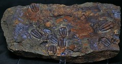 Trilobite, Ellipsocephalus Hoffi (1064)