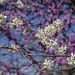 Serviceberry blossoms backed by redbud