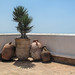 2023 (challenge No. 3 - old unpublished pics ) - Day 110 - pots in a corner, Essaouira, Morocco - 2013