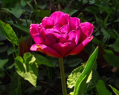 Garden Tulip_9705