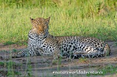 Leopard resting #natureworldadventures