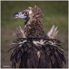 Black Vulture portrait
