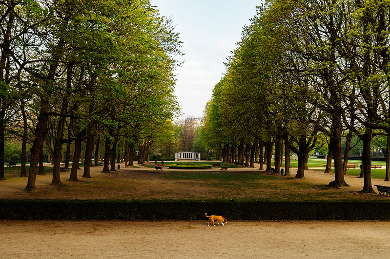 Early morning in the Cinquantenaire park (Brussels)<br/>© <a href="https://flickr.com/people/50069402@N08" target="_blank" rel="nofollow">50069402@N08</a> (<a href="https://flickr.com/photo.gne?id=52842719912" target="_blank" rel="nofollow">Flickr</a>)