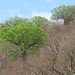 Ceiba Trees