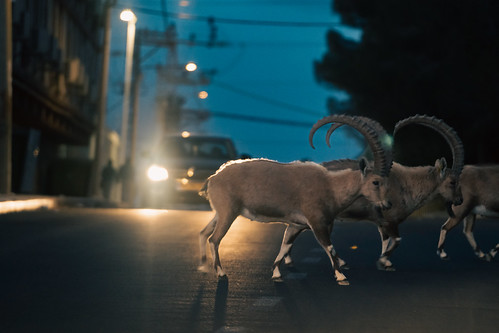 Wild Ibex Crossing Street in Evening Traffic, Mitzpe Ramon Israel