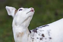 The roe deer looking upwards