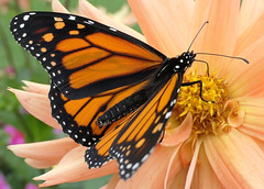 Beautiful Monarch (Explored)