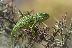 Mediterranean Chameleon (Chamaeleo chamaeleon)