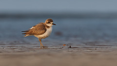 A Greater Sand plover foraging on the beach