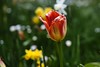 Tulpe im Naturbeet