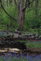 Woodlands - spring