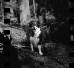 Coco In Forest - Film Hasselblad