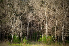 White birches in the forest / Fehér nyírfák az erdőben