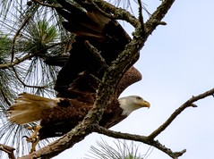Bald Eagle Take-off