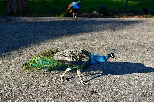 28289: A Peacock in the parking lot at the Filerimos Monastery