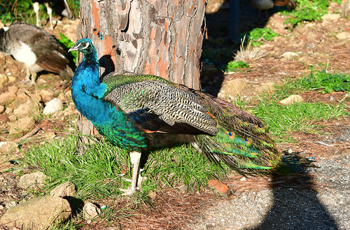 28290: Proud peacock in the sun